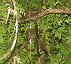 Dendrolagus bennettianus