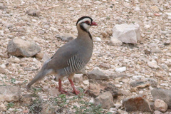 Alectoris melanocephala