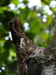 Nyctibius aethereus