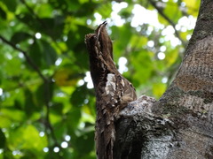 Nyctibius aethereus