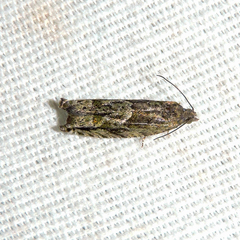 Pseudexentera haracana