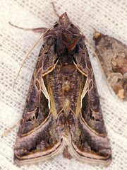 Autographa flagellum