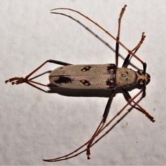 Eburia portoricensis