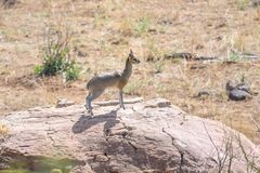 Oreotragus oreotragus