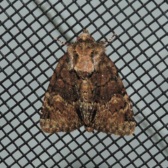 Phosphila turbulenta