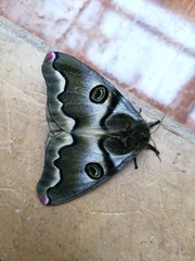 Polythysana rubrescens