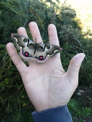 Polythysana rubrescens