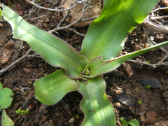 Cyanella