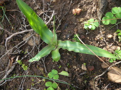 Cyanella