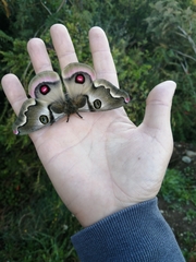 Polythysana rubrescens