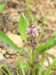 Polygala verticillata