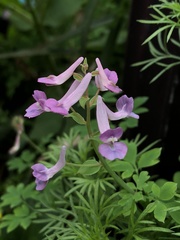 Corydalis decumbens