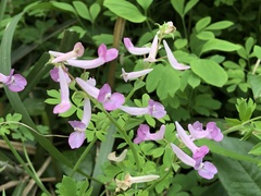 Corydalis decumbens