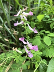 Corydalis decumbens