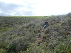 Pentameris eriostoma