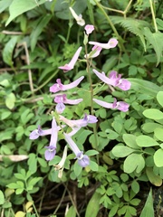 Corydalis decumbens
