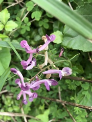 Corydalis decumbens