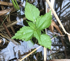 Pilea fontana