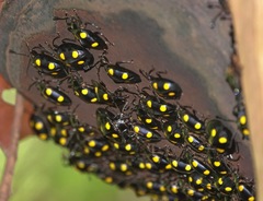 Eumorphus marginatus