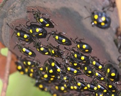 Eumorphus marginatus