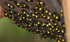 Eumorphus marginatus