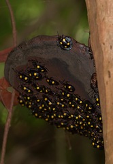 Eumorphus marginatus