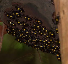 Eumorphus marginatus