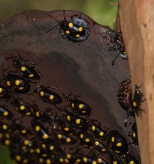 Eumorphus marginatus