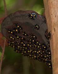 Eumorphus marginatus