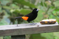 Ramphocelus flammigerus flammigerus