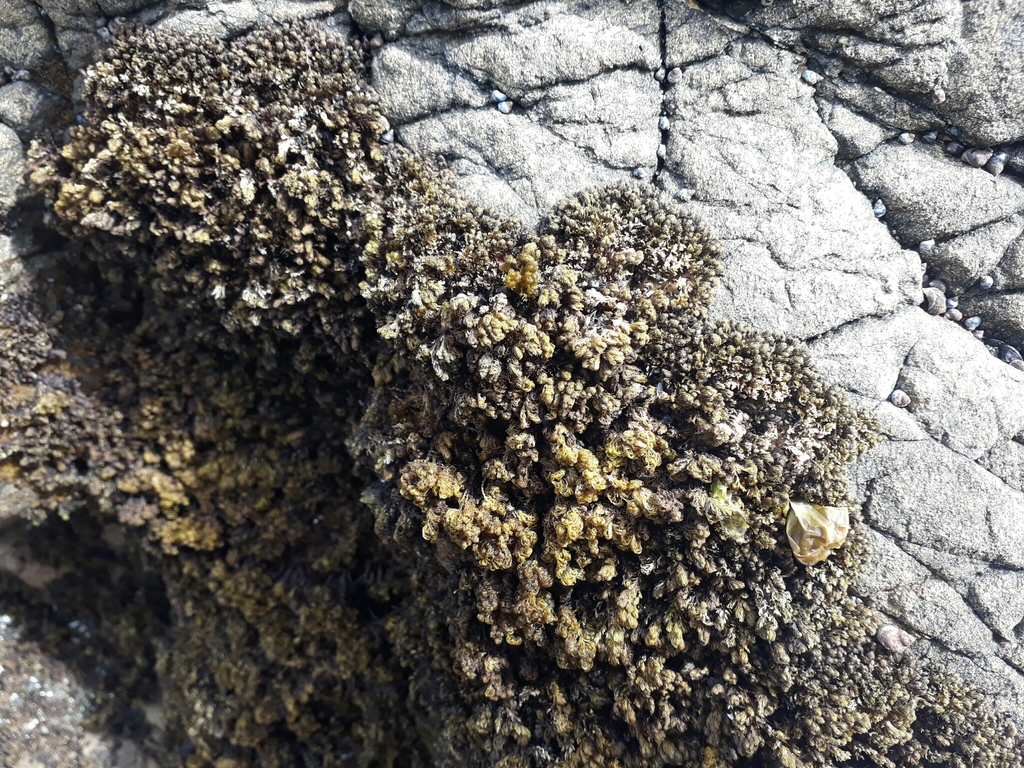 Bostrychia arbuscula