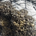 Bostrychia arbuscula - Photo (c) Leon Perrie, algunos derechos reservados (CC BY-NC), subido por Leon Perrie