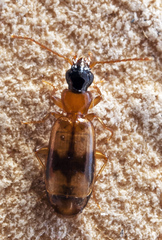 Philorhizus sigma