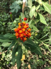 Asclepias curassavica