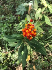 Asclepias curassavica