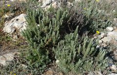 Artemisia caerulescens gallica