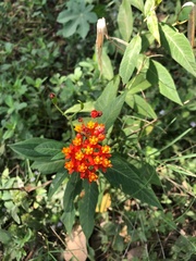 Asclepias curassavica