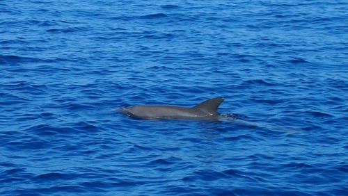 photo of Bottlenose Dolphins (Tursiops)