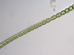 Microspora