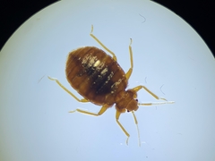 Cimex lectularius