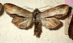 Cucullia verbasci