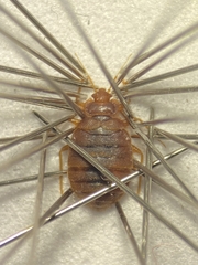 Cimex lectularius