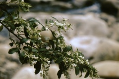 Escallonia tucumanensis