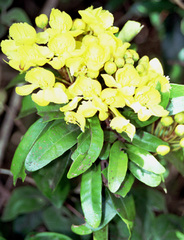 Acridocarpus natalitius