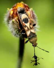 Ischnodemus variegatus