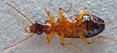 Dromius schneideri