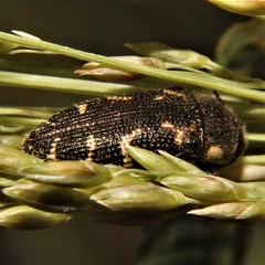 Acmaeodera gundlachi