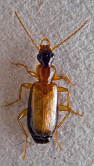 Dromius schneideri