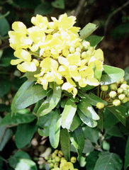 Acridocarpus natalitius