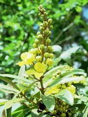 Acridocarpus natalitius